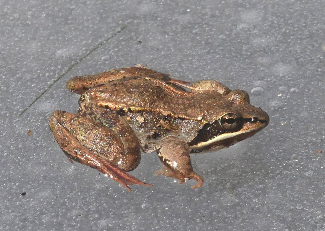 This and other wood frogs were moving across the ice in a pond, aiming to reach a small portion of open, ice-free water where other wood frogs were calling. Wood frogs can range from tan-brown, as in this individual, to a very dark brown color. The black eye stripe is a prominent identifying feature. ..After breeding, the adults move away from the pond and seek forested forest habitats, where they spend their spring and summer away from the water...